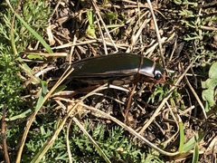 Dytiscus marginalis