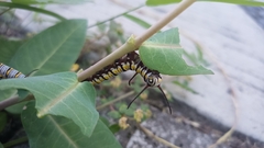 Danaus