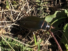 Dytiscus marginalis