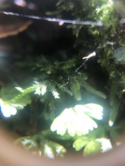 Hymenophyton flabellatum