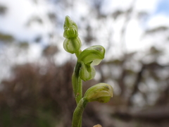Pterostylis mutica