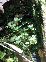 Hymenophyton flabellatum