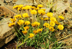 Erigeron aureus
