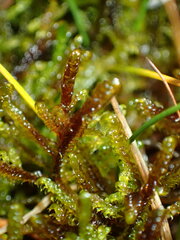 Scorpidium cossonii