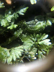Hymenophyton flabellatum