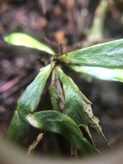 Notogrammitis billardierei