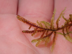 Scorpidium cossonii