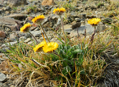 Erigeron aureus