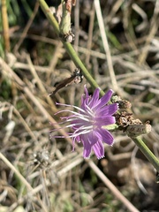 Stephanomeria cichoriacea