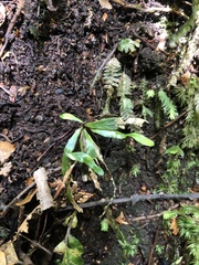 Notogrammitis billardierei