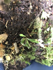 Notogrammitis billardierei