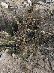 Stephanomeria cichoriacea