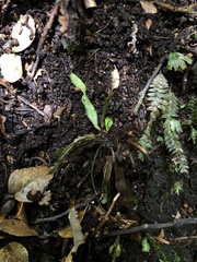 Notogrammitis billardierei