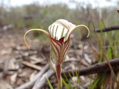 Pterostylis erythroconcha