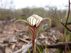 Pterostylis erythroconcha