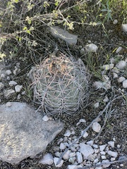 Echinocactus horizonthalonius