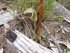 Pterostylis erythroconcha