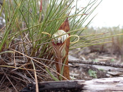 Pterostylis erythroconcha