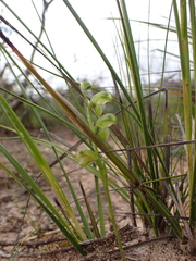 Pterostylis mutica