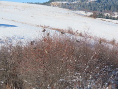 Tympanuchus phasianellus