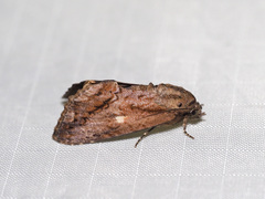 Odontodes