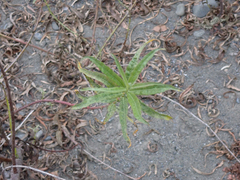 Artemisia suksdorfii