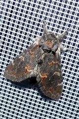 Notodonta dromedarius