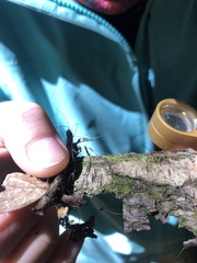 Marasmius crinis-equi