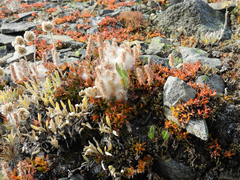 Salix arctica