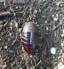 Pycnoscelus surinamensis