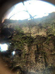 Marasmius crinis-equi