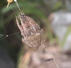 Parawixia audax