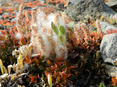 Salix arctica