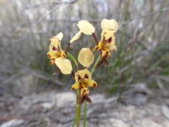 Diuris calcicola