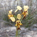 Diuris calcicola - Photo (c) distinguished_orca, some rights reserved (CC BY-NC), uploaded by distinguished_orca