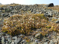 Dryas hookeriana