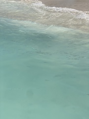 Tylosurus crocodilus