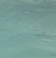 Tylosurus crocodilus