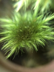Hypnodendraceae