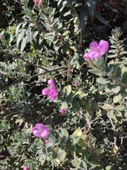Leucophyllum