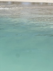 Tylosurus crocodilus