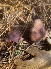 Laccaria trullisata