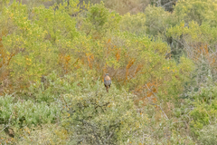 Cossypha caffra caffra