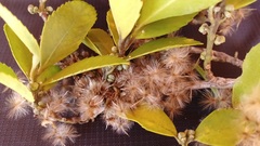 Laureliopsis philippiana