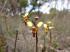 Diuris calcicola