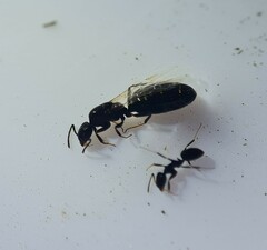 Ochetellus glaber