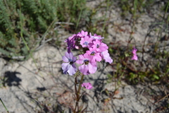 Nemesia strumosa