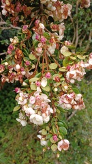 Luma apiculata