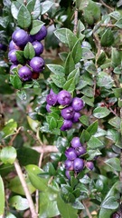 Rhaphithamnus spinosus