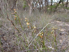 Diuris calcicola